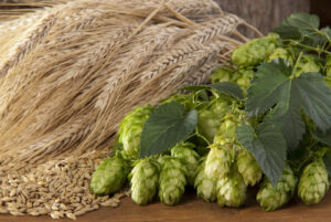 still life with barley malt and hop cones