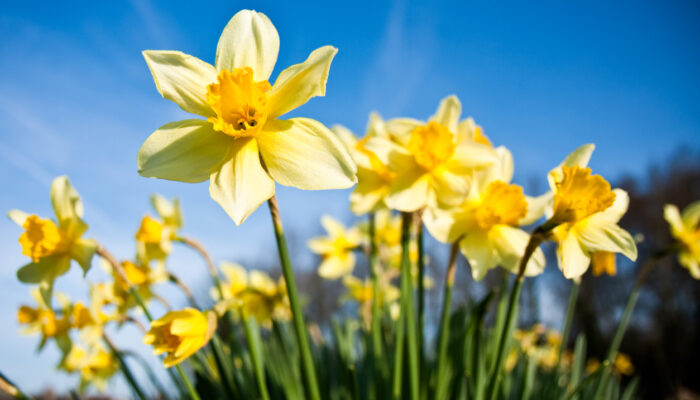 Spring Flowers