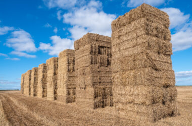 Image illustrating hay bales