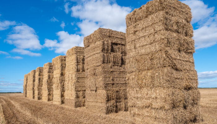 Image illustrating hay bales